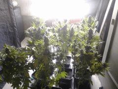 royal caramel, somango, presidential og