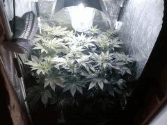 box 250 watts