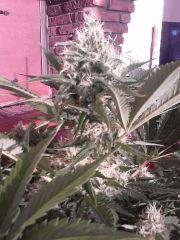 special kush