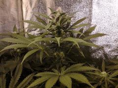candy cush flo+28