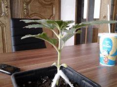 rayal ak cro+12