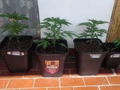 mes critical dans leur pots 11 litres