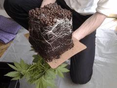 rempotage en pot de 11 litres