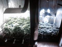 box 600 watts, box 250 watts