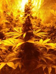 somango flo 46