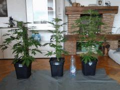 mes candy kush