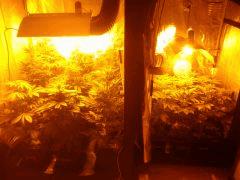 box 600 watt et la box 250 watts