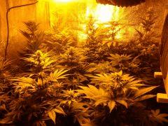 box 600 watts