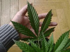 critical cro 34