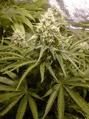 2 em critical flo 50