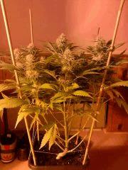 special kush flo 42