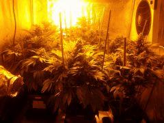 royal caramel, president og, amnesia, special kush