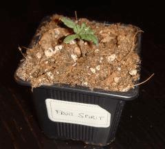 2512fruitspirit2
