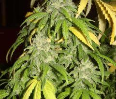 2609shakipetitbud2