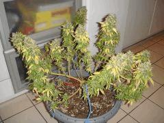 0310conchi