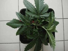 conchitapalissage1406dessus