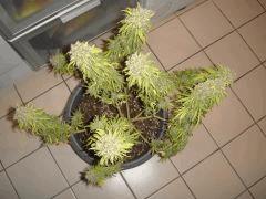 0710shakidessus