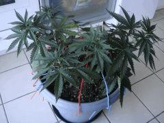conchita340307