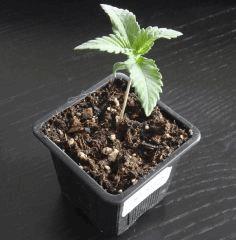 2612earlyskunk