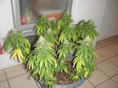 1409conchi34