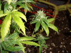 2109conchigourmande