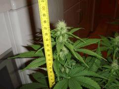 2102bifruittetehauteur