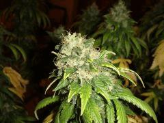 2109conchibud