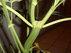 2102bifruittronc