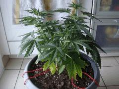 conchita342906