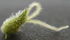 pistil