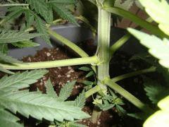 shakirablessureA0907