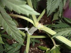 shakirablessureA1107