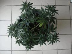 conchitadessus0607