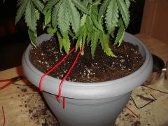 conchitarempot