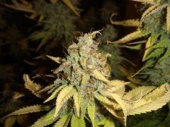 0804bifruittete2