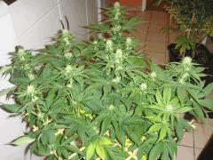 2102bifruit34