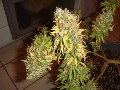 0710conchibud