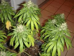 1409conchiapices