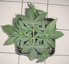shakira1906dessus
