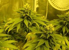 0509budconchiB