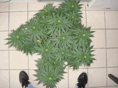 1108conchidessus