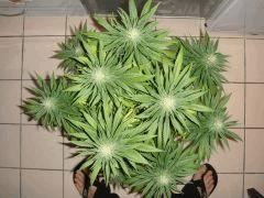 3008shakidessus