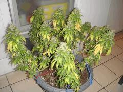 2309conchi34