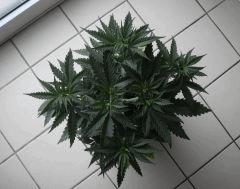 shakira2606dessus