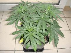 conchita260634