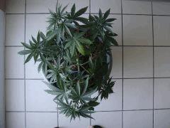 conchitadessus0307