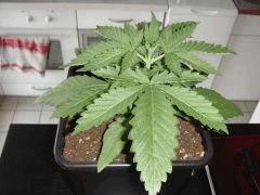 conchita1306
