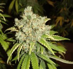 0310shakibud2