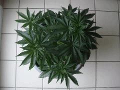 conchitadessus2906
