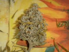 3010budshakiC